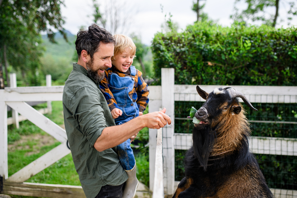 Portrait Of Father With Small Son Standing On Farm, Feeding Goat.